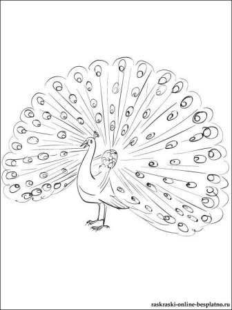 Павлин карандашом
