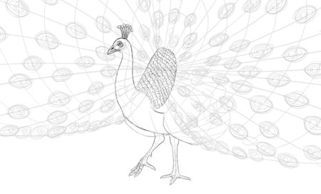Раскраска птица Павлин
