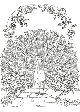 Павлин раскраска для детей