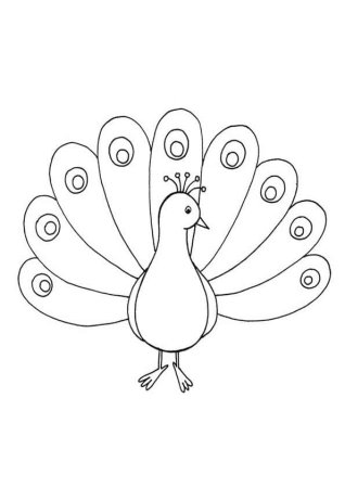 Рисунок карандашом Павлин сбоку