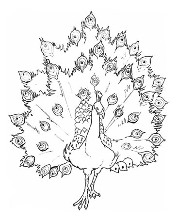 Павлин рисунок карандашом