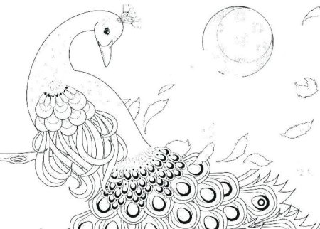Павлин рисунок раскраска