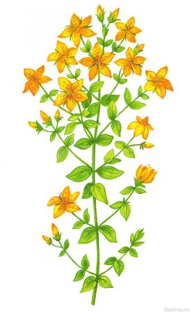 Зверобой раскраска