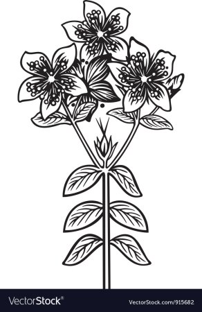 Зверобой рисунок