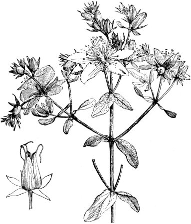 Зверобой продырявленный схема