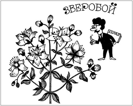 Зверобой продырявленный схема