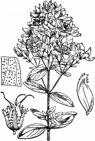 Душица обыкновенная