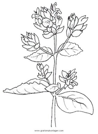 Зверобой продырявленный чб