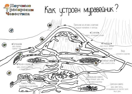 Разукрашки Чевостика