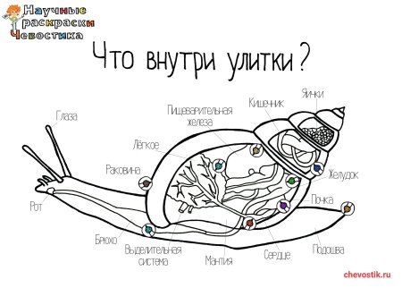 Научные раскраски
