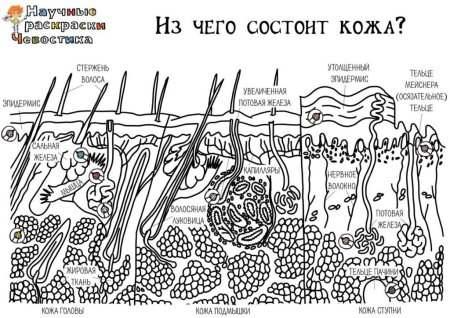 Раскраски Чевостика