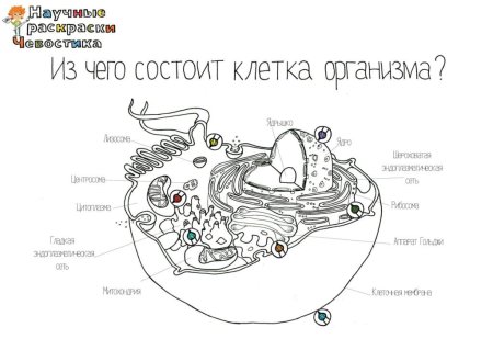 Чевостик раскраски