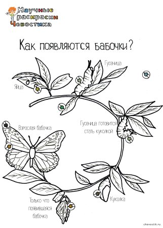 Чевостик раскраски