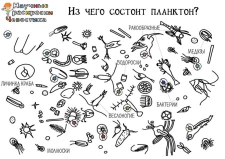Научные раскраски Чевостика