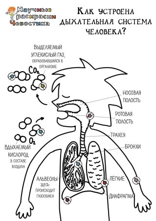 Научные раскраски Чевостика