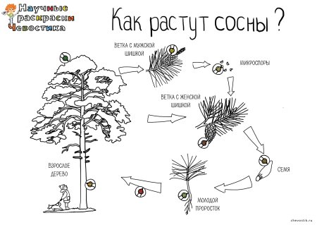 Полярная станция раскраска