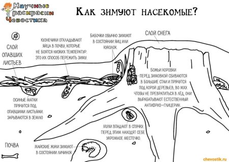Чевостик раскраски