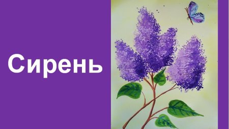 Сирень карандашом