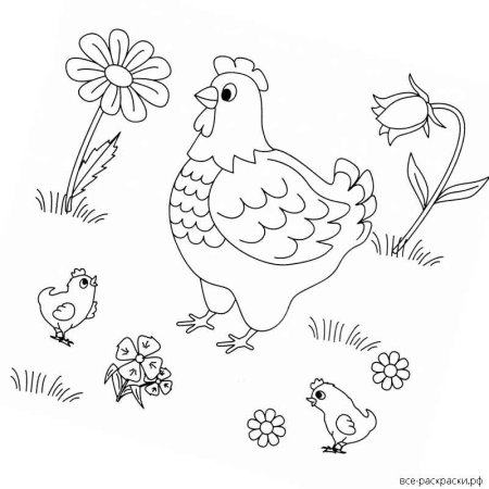 Курица раскраска для детей