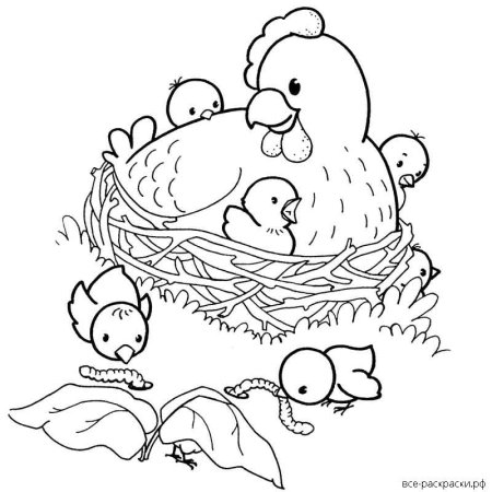 Курица с цыплятами раскраска для детей