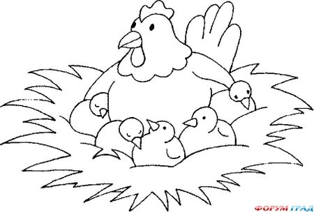 Раскраска курица с цыплятами