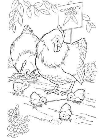 Раскраска курица с цыплятами