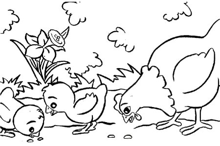 Раскраска курица с цыплятами