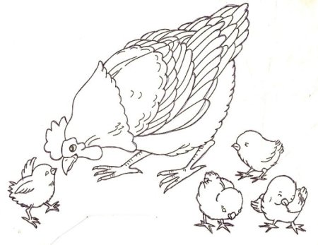 Цыпленок раскраска для детей