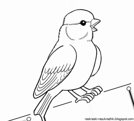 Зимующие птицы раскраски для детей