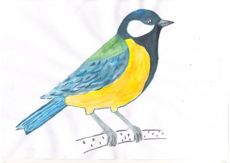 Синичка раскраска для детей