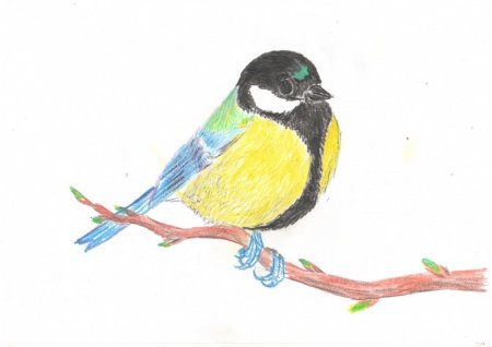 Синица раскраска