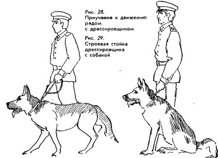 Раскраска Военная собака