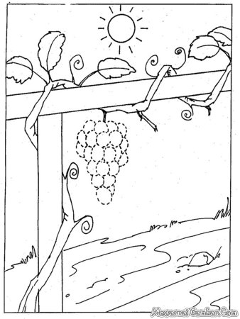 Лиса и виноград раскраска