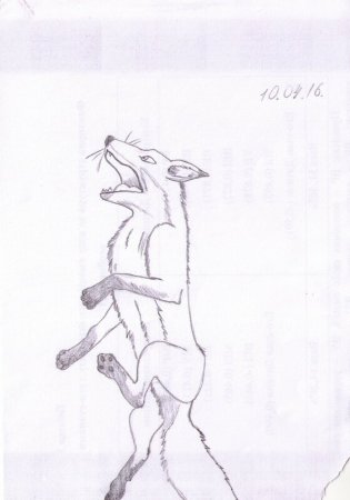 Лиса и виноград рисунок карандашом простым