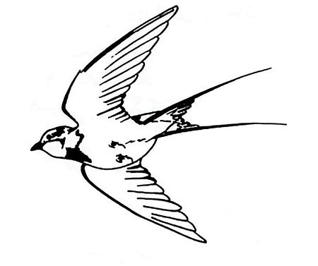 Ласточка раскраска для детей