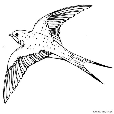 Птица контур