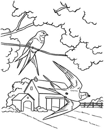 Ласточка раскраска