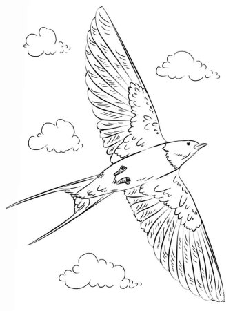 Стриж раскраска