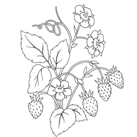 Земляника раскраска