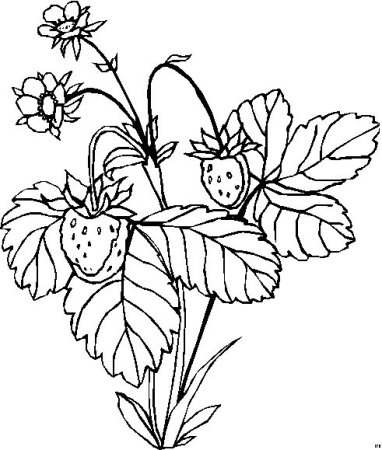 Земляничка раскраска для детей