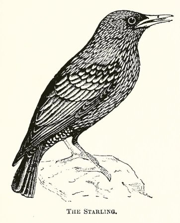 Контур птицы скворца