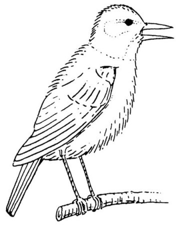 Скворечник раскраска