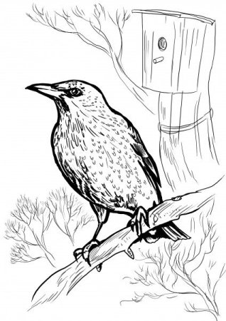 Скворец раскраска для детей