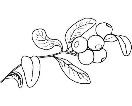 Брусника раскраска для детей