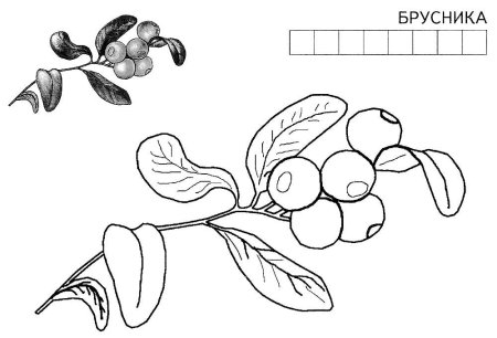 Раскраска ягод брусника для детей