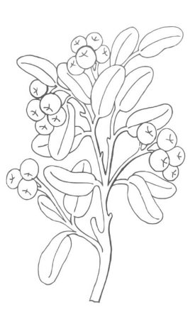 Брусника раскраска