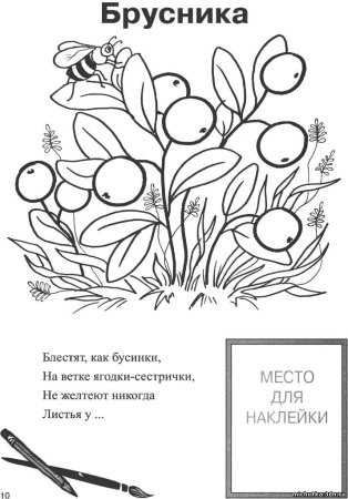 Раскраска ягода клюква