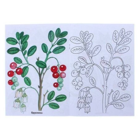 Брусника раскраска для детей
