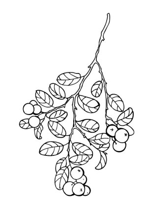 Раскраска ягода брусника