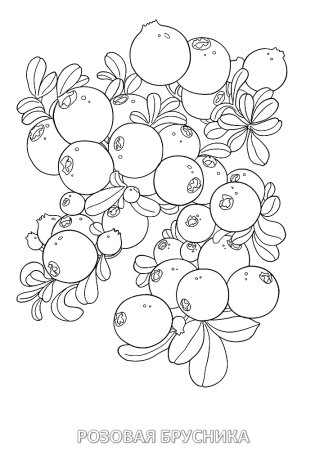Раскраски ягоды: клюква, брусника, черника.